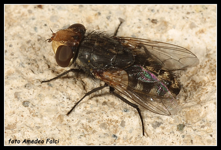 Sarcophagidae della sottofamiglia  Miltogramminae?